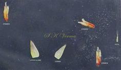  Parts of spikelet